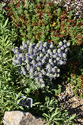 Blue Hobbit Sea Holly (Eryngium planum 'Blue Hobbit') at Lakeshore Garden Centres