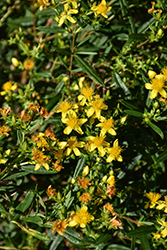 Kalm's St. John's Wort (Hypericum kalmianum) at Lakeshore Garden Centres