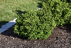 Babylon Beauty Boxwood (Buxus 'HER2009B03') at Lakeshore Garden Centres