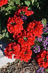 Estrella Red Verbena (Verbena 'Wesverevoo') at Lakeshore Garden Centres