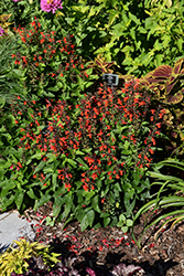 Forest Fire Sage (Salvia coccinea 'Forest Fire') at Lakeshore Garden Centres