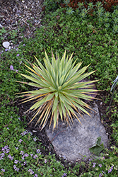 Harriman's Yucca (Yucca harrimaniae) at Lakeshore Garden Centres