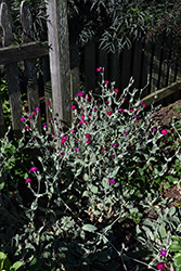 Rose Campion (Lychnis coronaria) at Lakeshore Garden Centres