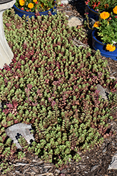 Dragon's Blood Stonecrop (Sedum spurium) at Lakeshore Garden Centres
