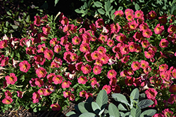 Supertunia Persimmon Petunia (Petunia 'Supertunia Persimmon') at Lakeshore Garden Centres