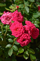 Sunblaze Dragon Fruit Rose (Rosa 'Meiheliot') at Lakeshore Garden Centres