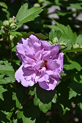 Ardens Rose of Sharon (Hibiscus syriacus 'Ardens') at Lakeshore Garden Centres