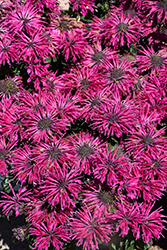 Leading Lady Razzberry Beebalm (Monarda 'Leading Lady Razzberry') at Lakeshore Garden Centres