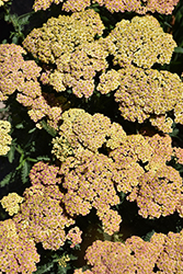 Firefly Peach Sky Yarrow (Achillea 'Firefly Peach Sky') at Lakeshore Garden Centres