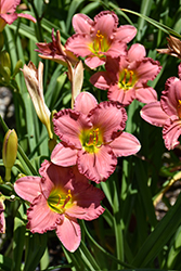Passionate Returns Daylily (Hemerocallis 'Passionate Returns') at Lakeshore Garden Centres