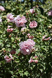 Sugar Tip Rose of Sharon (Hibiscus syriacus 'America Irene Scott') at Lakeshore Garden Centres