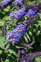 Pugster Blue Butterfly Bush (Buddleia 'SMNBDBT') at Lakeshore Garden Centres