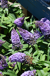 Pugster Amethyst Butterfly Bush (Buddleia 'SMNBDL') at Lakeshore Garden Centres