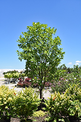 Moonglow Sweetbay Magnolia (Magnolia virginiana 'Jim Wilson') at Lakeshore Garden Centres