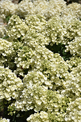 Tiny Quick Fire Hydrangea (Hydrangea paniculata 'SMNHPSB') at Lakeshore Garden Centres
