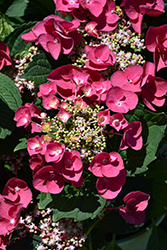 Cherry Explosion Hydrangea (Hydrangea macrophylla 'McKay') at Lakeshore Garden Centres