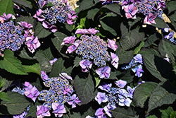 Tuff Stuff Top Fun Hydrangea (Hydrangea serrata 'SMNHSG') at Lakeshore Garden Centres