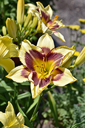 Star Of The North Daylily (Hemerocallis 'Star Of The North') at Lakeshore Garden Centres