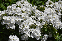 Flame Pro White Garden Phlox (Phlox paniculata 'Flame Pro White') at Lakeshore Garden Centres