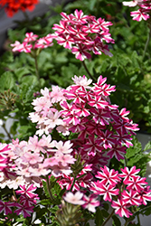 Superbena Cherryburst Verbena (Verbena 'WNVERSVCB24') at Lakeshore Garden Centres