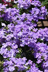 Firehouse Lavender Verbena (Verbena 'Balfirelav') at Lakeshore Garden Centres
