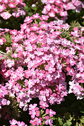 EnduraScape Pink Fizz Verbena (Verbena 'Balendinz') at Lakeshore Garden Centres