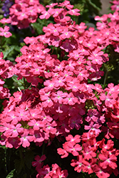 Firehouse Pink Verbena (Verbena 'Balfireinkim') at Lakeshore Garden Centres