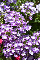 Firehouse Purple Fizz Verbena (Verbena 'Balfirepuriz') at Lakeshore Garden Centres