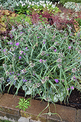 Concord Grape Spiderwort (Tradescantia x andersoniana 'Concord Grape') at Lakeshore Garden Centres