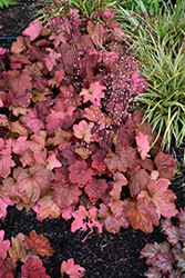 Carnival Cinnamon Stick Coral Bells (Heuchera 'Cinnamon Stick') at Lakeshore Garden Centres