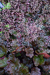 Carnival Black Olive Coral Bells (Heuchera 'Black Olive') at Lakeshore Garden Centres