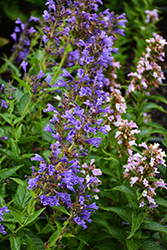 Blue Dragon Catmint (Nepeta 'Blue Dragon') at Lakeshore Garden Centres