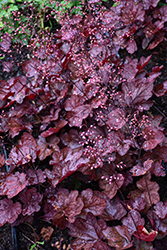 Carnival Burgundy Blast Coral Bells (Heuchera 'Burgundy Blast') at Lakeshore Garden Centres