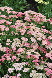 Apricot Delight Yarrow (Achillea millefolium 'Apricot Delight') at Lakeshore Garden Centres