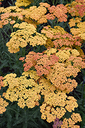 Sassy Summer Sunset Yarrow (Achillea 'Sassy Summer Sunset') at Lakeshore Garden Centres