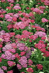 New Vintage Red Yarrow (Achillea millefolium 'Balvinred') at Lakeshore Garden Centres
