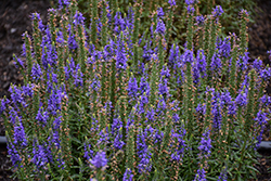 Venture Blue Speedwell (Veronica 'TNVERVB') at Lakeshore Garden Centres