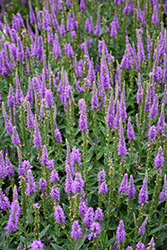 Purpleicious Speedwell (Veronica 'Purpleicious') at Lakeshore Garden Centres