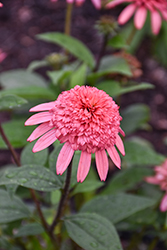 Cone-fections Raspberry Truffle Coneflower (Echinacea purpurea 'Raspberry Truffle') at Lakeshore Garden Centres