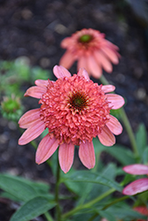 Cara Mia Coral Coneflower (Echinacea 'Cara Mia Coral') at Lakeshore Garden Centres