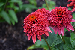 Double Scoop Raspberry Deluxe Coneflower (Echinacea 'Balscrasux') at Lakeshore Garden Centres
