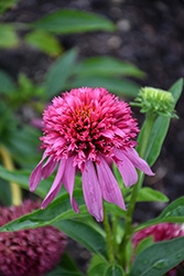 Double Scoop Bubble Gum Coneflower (Echinacea 'Balscblum') at Lakeshore Garden Centres