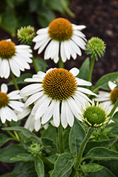 Sombrero Blanco Coneflower (Echinacea 'Balsomblanc') at Lakeshore Garden Centres