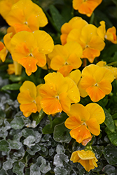 Halo Golden Yellow Pansy (Viola cornuta 'Halo Golden Yellow') at Lakeshore Garden Centres