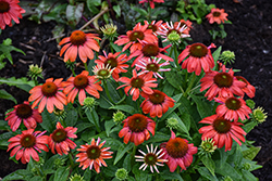 Sombrero Sangrita Coneflower (Echinacea 'Balsomanita') at Lakeshore Garden Centres