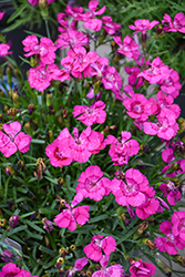EverLast Neon Pink Pinks (Dianthus 'KLEDG22448') at Lakeshore Garden Centres