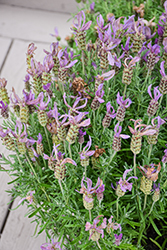 Anouk Twilight Spanish Lavender (Lavandula stoechas 'Anouk Twilight') at Lakeshore Garden Centres