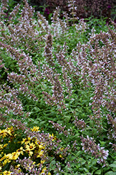 Whispurr Pink Catmint (Nepeta x faassenii 'Balpurrink') at Lakeshore Garden Centres