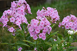 Garden Girls Uptown Girl Garden Phlox (Phlox paniculata 'Uptown Girl') at Lakeshore Garden Centres