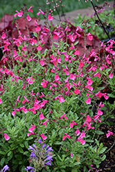Mirage Hot Pink Autumn Sage (Salvia greggii 'Balmirhopi') at Lakeshore Garden Centres